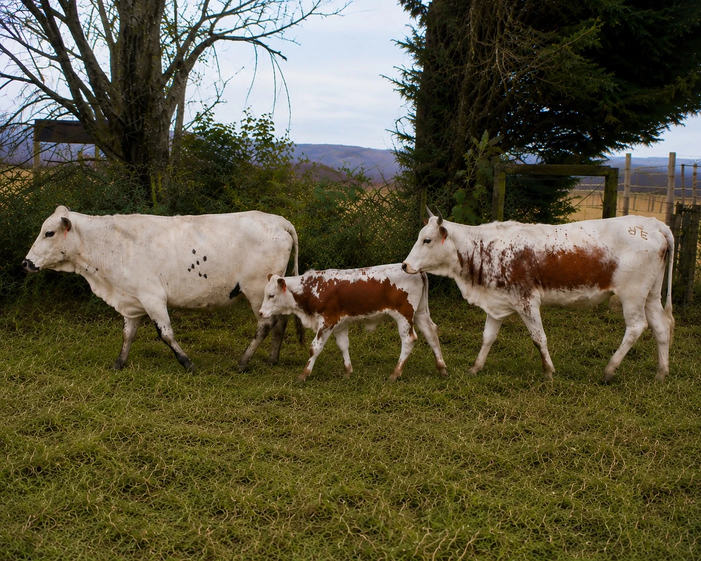 Nguni cow, calf, and heifer walking together