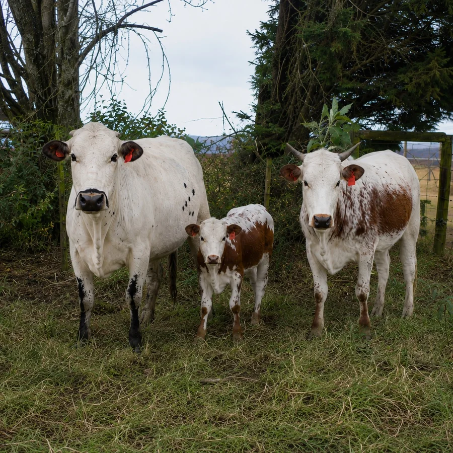 Nguni cow, calf, and heifer facing the camera