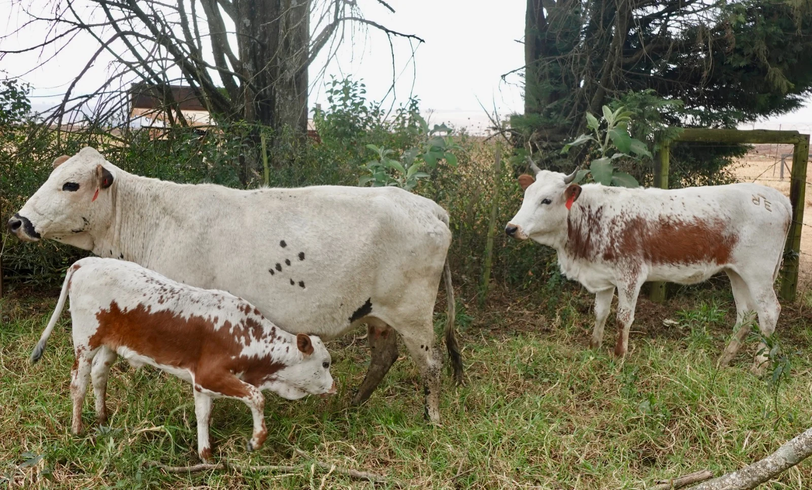 Nguni cow with calf and a second Nguni heifer